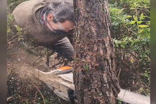 Forta Galo: recuperando la madera de los pinos muertos del Pirineo